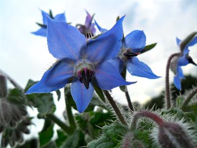 Borago officinalis